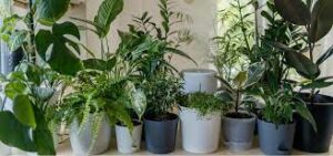 Best Air Purifying Plants 