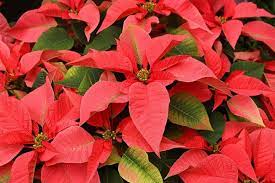 Best Christmas plants