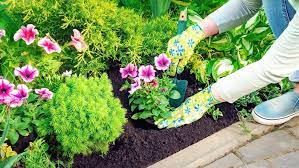 Petunia Plants