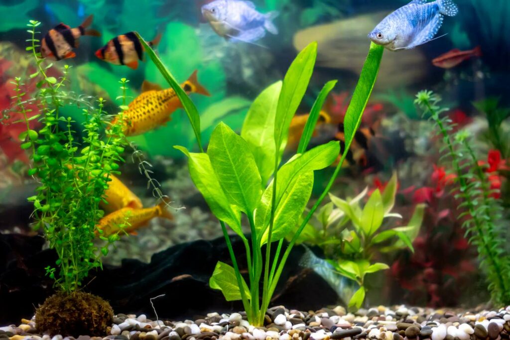 Best Aquarium Plants