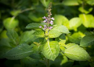 Tulsi Plant